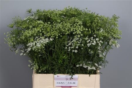 Ammi Majus