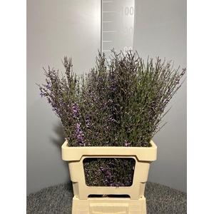 Genista Col Milka 200 Gr