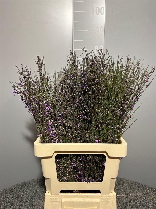 <h4>Genista Col Milka 200 Gr</h4>