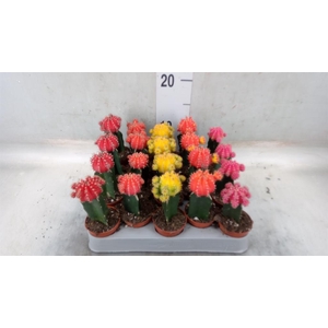 Gymnocalycium mihanov. 'Japan' mix