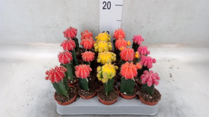<h4>Gymnocalycium mihanov. 'Japan' mix</h4>