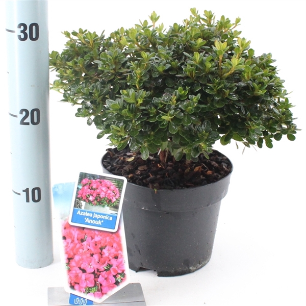 <h4>Rhododendron (AJ) 'Anouk'</h4>