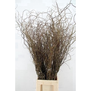 SALIX TORTUOSA 120CM