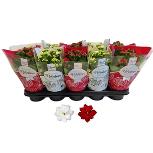 Kalan Gev Rood & Wit 2kl Hoes X-mas