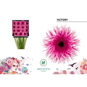 Gerbera Spider Victory Diamond per kaart