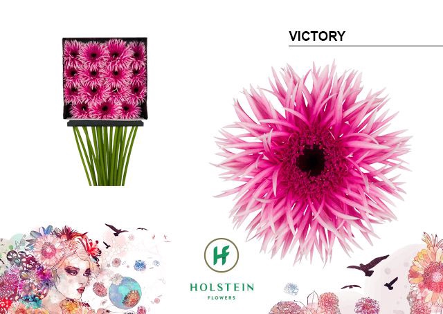 <h4>Gerbera Spider Victory Diamond per kaart</h4>