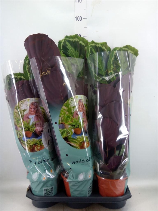<h4>Calathea  'Medallion'</h4>