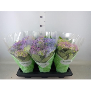 Hydrangea mac. 'Early Blue'