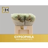 Gyps Zinzi Discovery