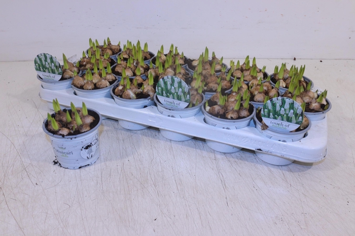 <h4>MUSCAR WHITE MAGIC</h4>