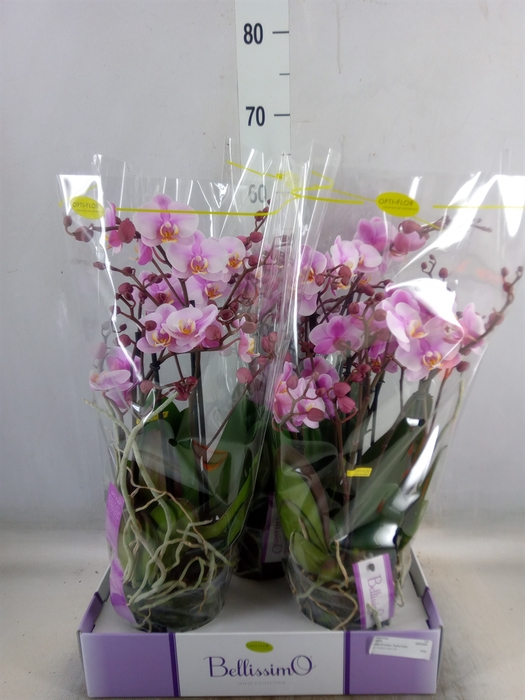 <h4>Phalaenopsis multi.   ...rose</h4>