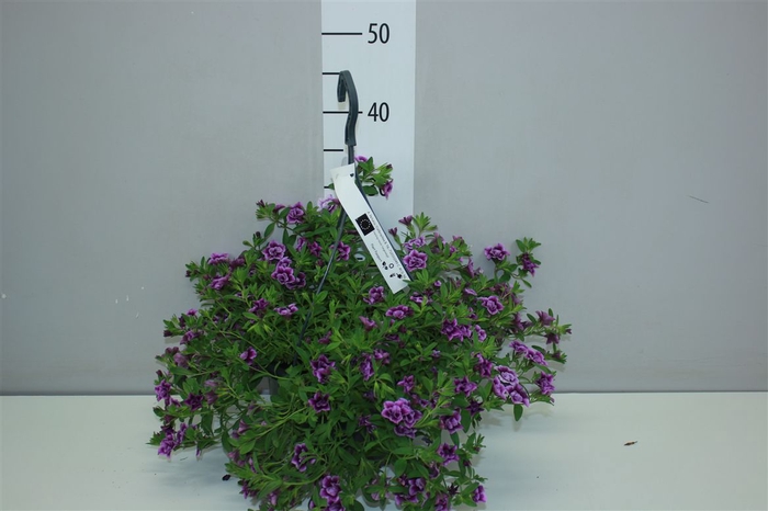 <h4>Calibrachoa Bicolour In Hangpot</h4>