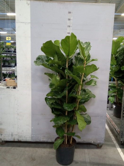 <h4>Ficus lyrata</h4>