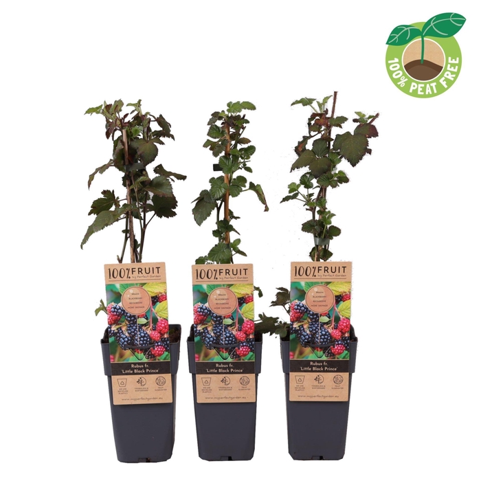 <h4>Rubus Thornless</h4>