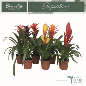 Bromelia   ...mix