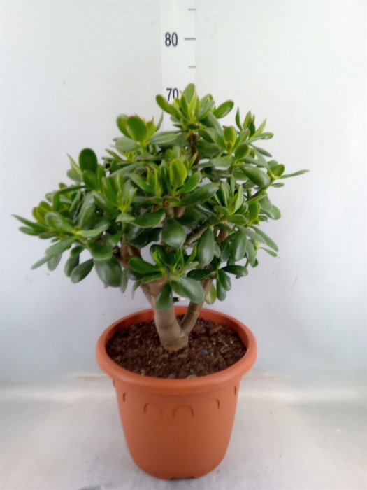 <h4>Crassula ovata 'Hummels Sunset'</h4>