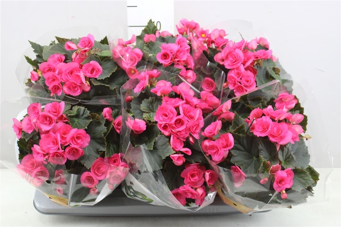 <h4>Begonia Hl Adonia Pink</h4>