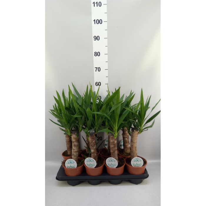 <h4>Yucca   ...</h4>