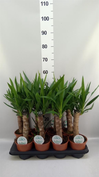 Yucca   ...