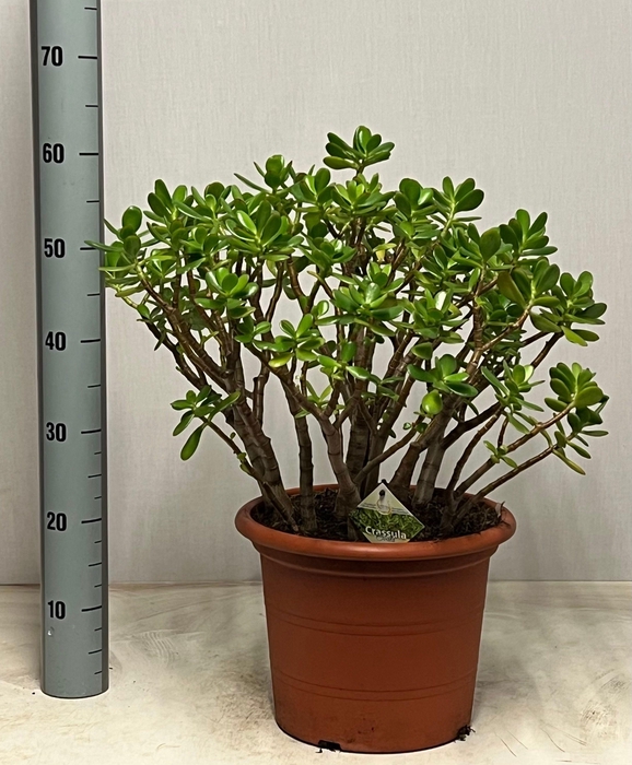 <h4>CRASS OVATA</h4>