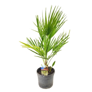 Chamaerops humilis