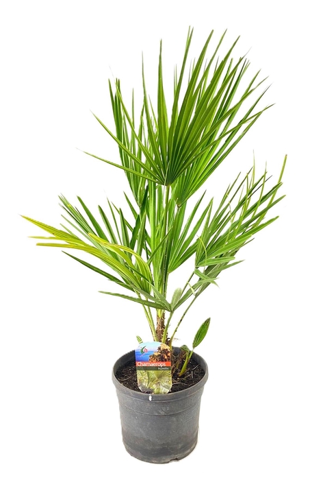 <h4>Chamaerops humilis</h4>