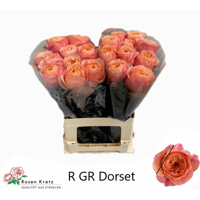 <h4>Rosa Gr Dorset!</h4>