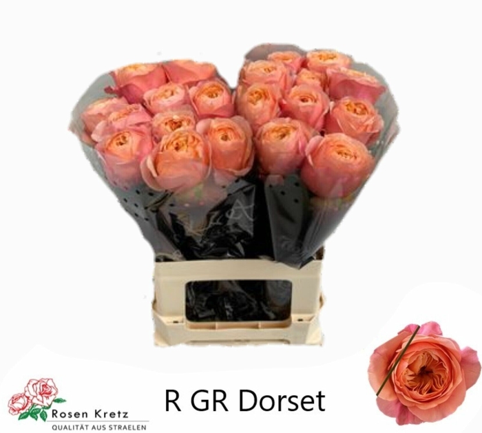 Rosa gr Dorset!