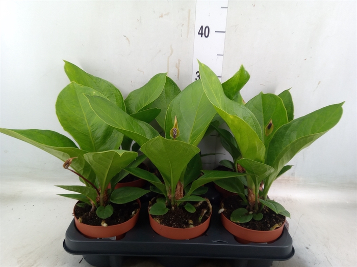 <h4>Anthurium   ...</h4>