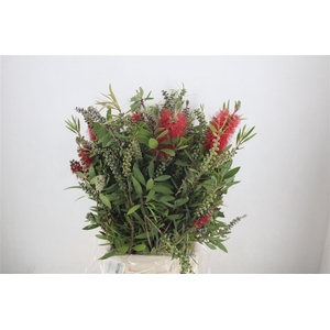 Callistemon P Bunch