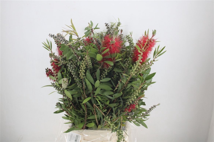<h4>Callistemon P Bunch</h4>