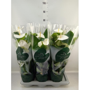 Anthurium andr. 'Samora'