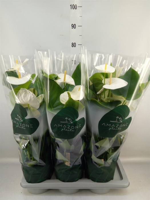 <h4>Anthurium andr. 'Samora'</h4>