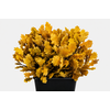 Quercus Preserved Yellow (oak,eik)