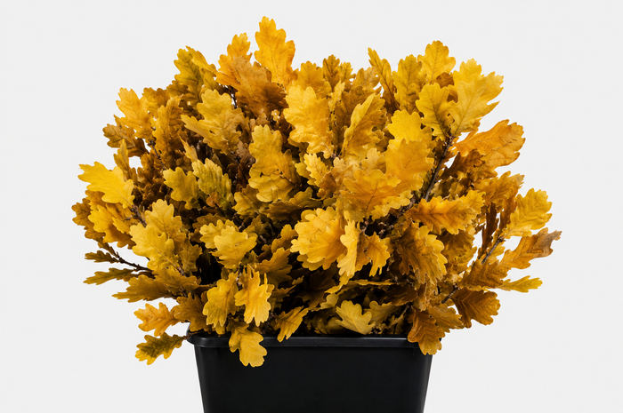 Quercus Preserved Yellow (oak,eik)