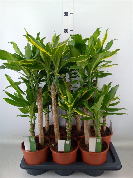 <h4>Dracaena frag. ...mix 3</h4>