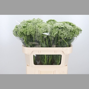 Ammi Majus Visnaga