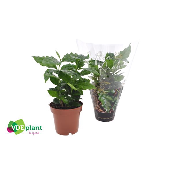 <h4>Coffea Arabica + koffiehoes</h4>
