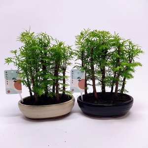 Metasequoia Forest Oval 20 cm