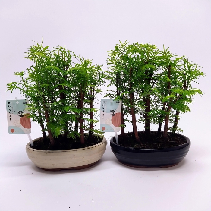 <h4>Metasequoia Forest Oval 20 cm</h4>