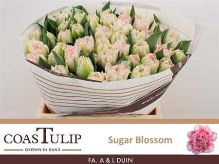 Tu Fr Sugar Blossem