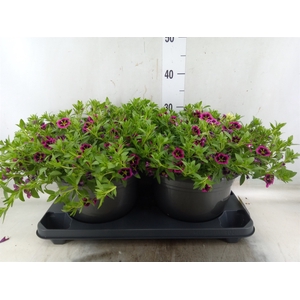 Calibrachoa  'Cabaret Good N Kiss'