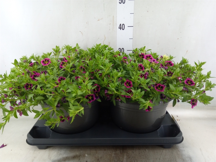<h4>Calibrachoa  'Cabaret Good N Kiss'</h4>