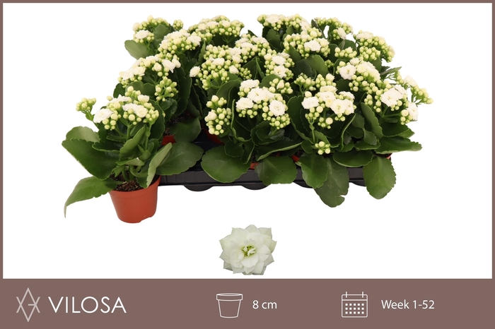 <h4>KAL GE WHITES WHITE</h4>