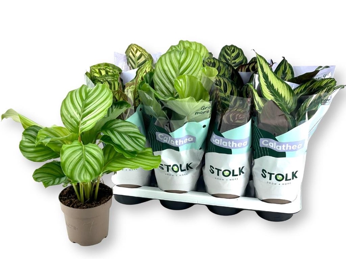 <h4>CALAT GEM 4 SRT</h4>