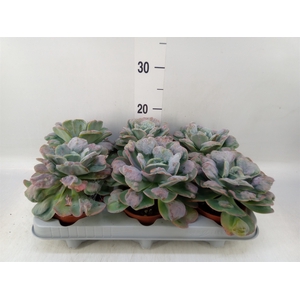 Echeveria   ...