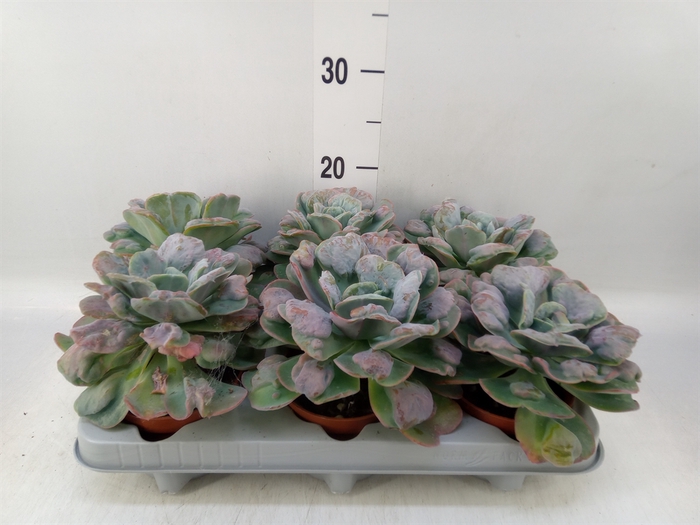 <h4>Echeveria   ...</h4>