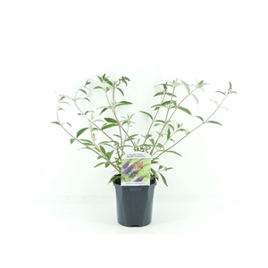 Buddleja dav. Empire Blue