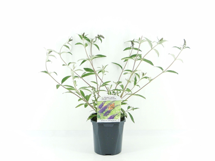 <h4>Buddleja dav. Empire Blue</h4>