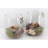 arr4 Amaryllis MB - Glas roma 285/5 red